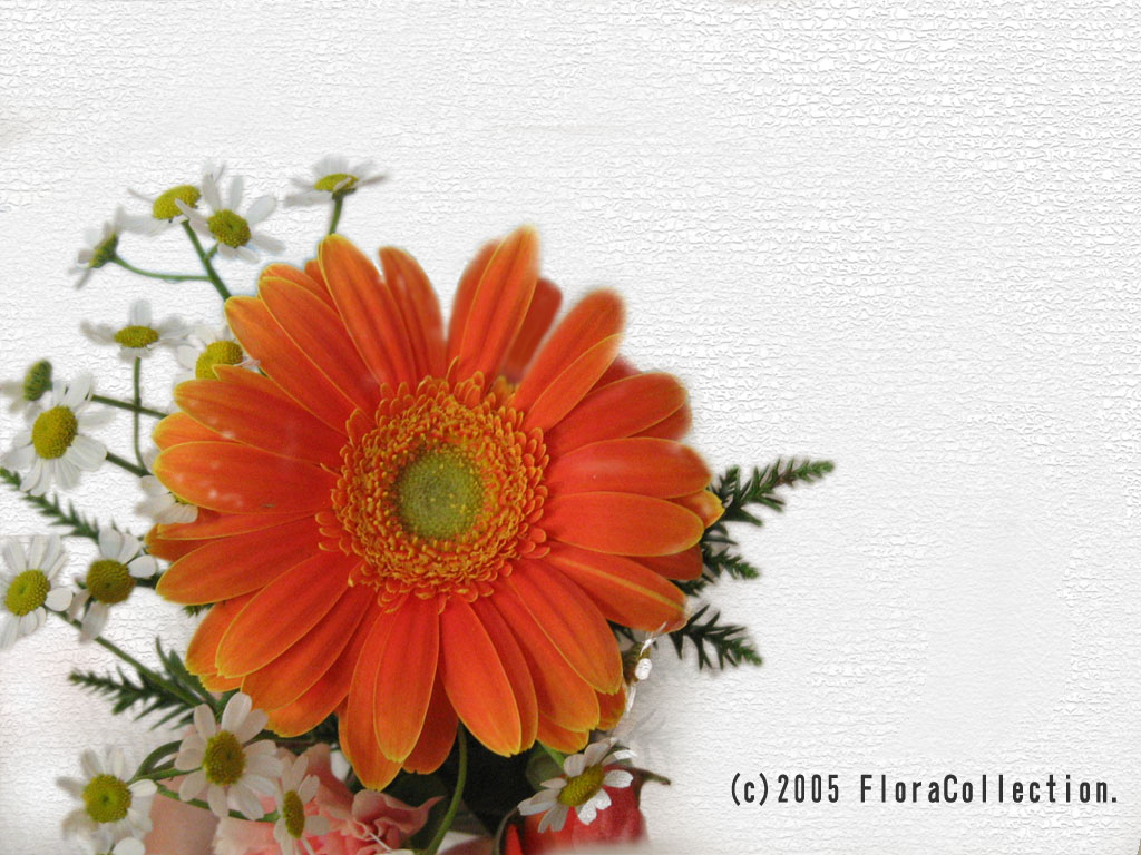 花の壁紙を無料でダウンロード ガーベラ フローラ コレクション